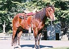 Appendix - Horse for Sale in Grand Haven, MI